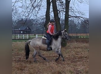 Konik, Wallach, 11 Jahre, 152 cm, Falbe