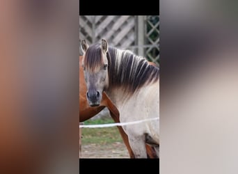 Konik, Wallach, 12 Jahre, 135 cm, Buckskin