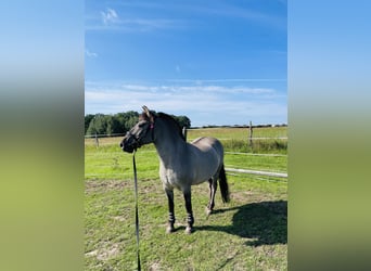 Konik, Wallach, 13 Jahre, 136 cm, Falbe
