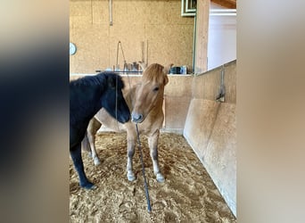 Konik, Wallach, 13 Jahre, 150 cm, Falbe