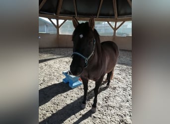 Konik, Wallach, 15 Jahre, 140 cm, Grullo