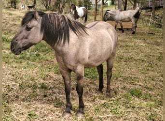 Konik, Wallach, 18 Jahre, Falbe