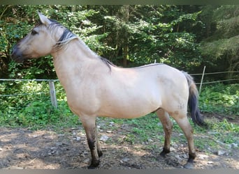 Konik, Wallach, 18 Jahre, Falbe