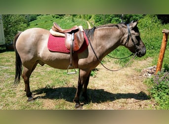 Konik, Wallach, 18 Jahre, Falbe