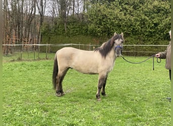 Konik, Wallach, 3 Jahre, 139 cm, Falbe