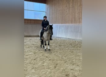 Konik, Wallach, 3 Jahre, 140 cm, Falbe