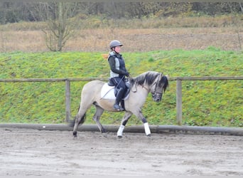 Konik, Wallach, 3 Jahre, 140 cm, Falbe