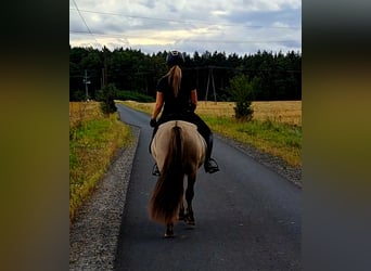 Konik, Wallach, 3 Jahre, 140 cm, Falbe