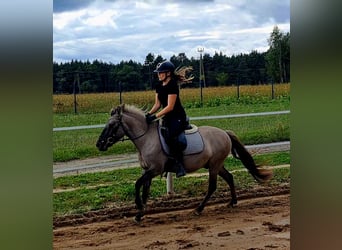 Konik, Wallach, 3 Jahre, 140 cm, Falbe