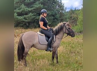 Konik, Wallach, 3 Jahre, 140 cm, Falbe