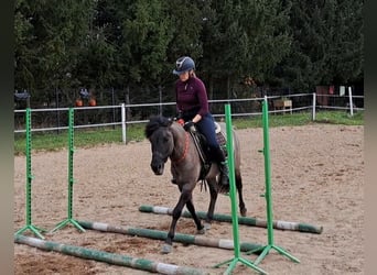 Konik, Wallach, 3 Jahre, 142 cm, Falbe