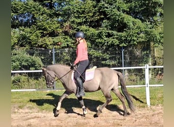 Konik, Wallach, 3 Jahre, 142 cm, Falbe