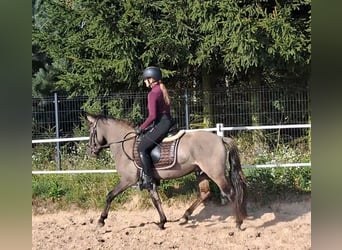 Konik, Wallach, 3 Jahre, 142 cm, Falbe