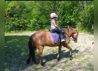 Konik, Wallach, 3 Jahre, 142 cm, Red Dun