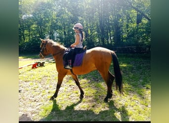 Konik, Wallach, 3 Jahre, 142 cm, Red Dun