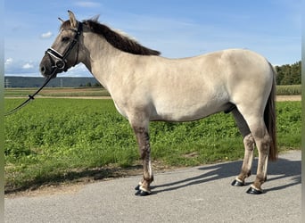 Konik Mix, Wallach, 3 Jahre, 143 cm, Falbe