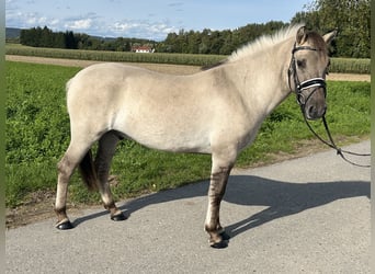 Konik Mix, Wallach, 3 Jahre, 143 cm, Falbe