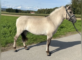 Konik Mix, Wallach, 3 Jahre, 143 cm, Falbe