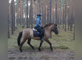 Konik, Wallach, 3 Jahre, 145 cm, Falbe