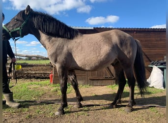 Konik, Wallach, 3 Jahre