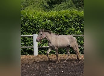 Konik, Wallach, 4 Jahre, 133 cm, Falbe
