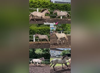 Konik, Wallach, 4 Jahre, 133 cm, Falbe