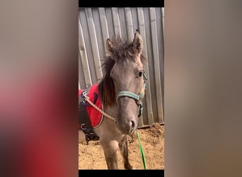 Konik, Wallach, 4 Jahre, 133 cm, Falbe