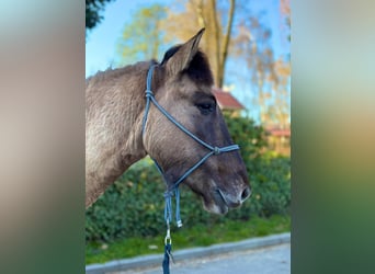 Konik, Wallach, 4 Jahre, 139 cm, Falbe