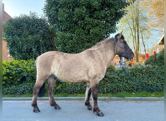 Konik, Wallach, 4 Jahre, 139 cm, Falbe