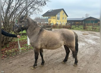 Konik, Wallach, 4 Jahre, 139 cm, Grullo