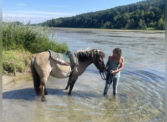 Konik, Wallach, 4 Jahre, 140 cm, Falbe