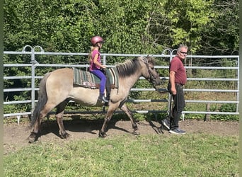 Konik, Wallach, 4 Jahre, 140 cm, Falbe