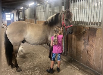 Konik, Wallach, 4 Jahre, 140 cm, Falbe