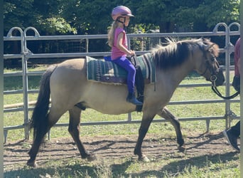 Konik, Wallach, 4 Jahre, 140 cm, Falbe