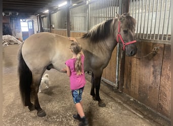 Konik, Wallach, 4 Jahre, 140 cm, Falbe