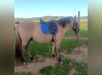 Konik, Wallach, 4 Jahre, 140 cm, Falbe Konik, Wallach, 4 Jahre, 140 cm, Falbe