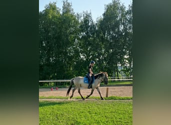 Konik, Wallach, 4 Jahre, 140 cm, Falbe Konik, Wallach, 4 Jahre, 140 cm, Falbe
