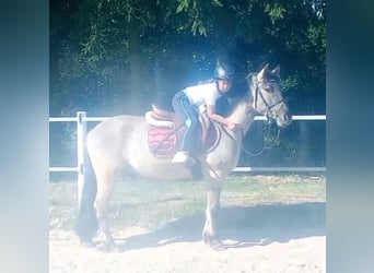 Konik, Wallach, 4 Jahre, 140 cm, Falbe