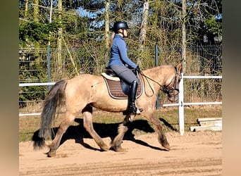 Konik, Wallach, 4 Jahre, 141 cm, Falbe