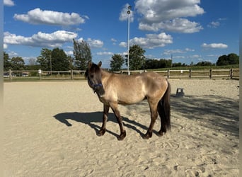 Konik, Wallach, 4 Jahre, 142 cm, Falbe