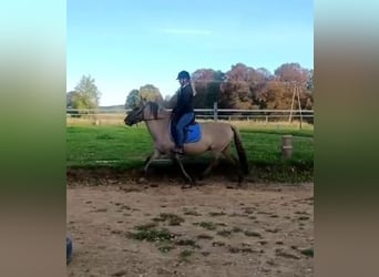 Konik, Wallach, 4 Jahre, 142 cm, Falbe