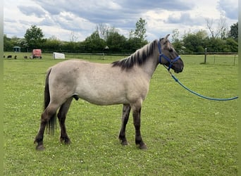 Konik, Wallach, 4 Jahre, 142 cm, Falbe