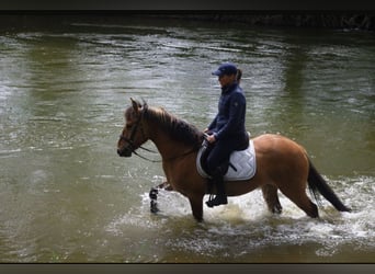 Konik, Wallach, 4 Jahre, 142 cm, Falbe