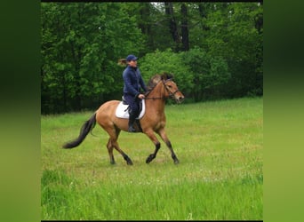 Konik, Wallach, 4 Jahre, 142 cm, Falbe