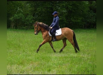 Konik, Wallach, 4 Jahre, 142 cm, Falbe