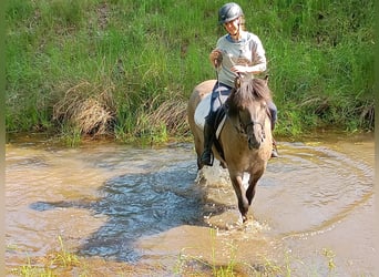 Konik, Wallach, 4 Jahre, 142 cm