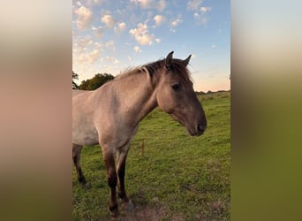 Konik, Wallach, 4 Jahre, Falbe