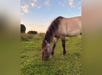 Konik, Wallach, 4 Jahre, Falbe
