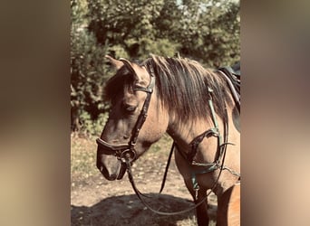 Konik, Wallach, 5 Jahre, 134 cm, Kann Schimmel werden