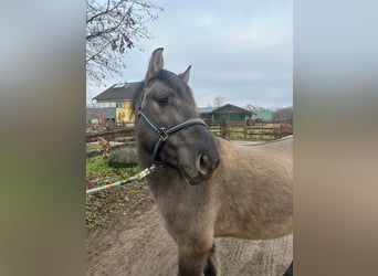 Konik, Wallach, 5 Jahre, 139 cm